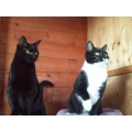 Dainty & Fontaine